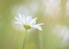 4 Ox Eye Daisy.jpg